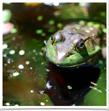 Green Frog - Waiting